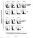 Fig. 02 - Anti-CD98 antibody