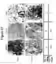 Fig. 71 - INTERFERON ALPHA-INDUCED PHARMACODYNAMIC MARKERS