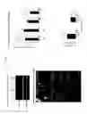Fig. 02 - Modulation of Rhamm (CD168) for selective adipose tissue development