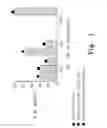 Fig. 02 - COMPOSITION FOR STIMULATING FORMATION OF VASCULAR STRUCTURES