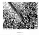 Fig. 02 - Biocompatible protein-based particles and methods thereof