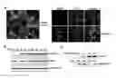 Fig. 01 - DNA-damage-induced proteolysis