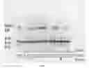 Fig. 09 - PROCESS OF INCREASING CELLULAR PRODUCTION OF BIOLOGICALLY ACTIVE COMPOUNDS