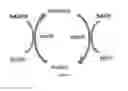 Fig. 05 - ENGINEERED MICROORGANISMS CAPABLE OF PRODUCING TARGET COMPOUNDS UNDER ANAEROBIC CONDITIONS