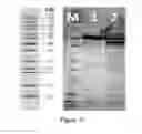 Fig. 20 - ENGINEERED MICROORGANISMS CAPABLE OF PRODUCING TARGET COMPOUNDS UNDER ANAEROBIC CONDITIONS