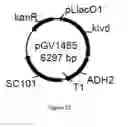 Fig. 27 - ENGINEERED MICROORGANISMS CAPABLE OF PRODUCING TARGET COMPOUNDS UNDER ANAEROBIC CONDITIONS