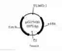 Fig. 28 - ENGINEERED MICROORGANISMS CAPABLE OF PRODUCING TARGET COMPOUNDS UNDER ANAEROBIC CONDITIONS