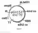 Fig. 29 - ENGINEERED MICROORGANISMS CAPABLE OF PRODUCING TARGET COMPOUNDS UNDER ANAEROBIC CONDITIONS