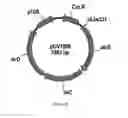 Fig. 33 - ENGINEERED MICROORGANISMS CAPABLE OF PRODUCING TARGET COMPOUNDS UNDER ANAEROBIC CONDITIONS