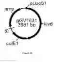 Fig. 34 - ENGINEERED MICROORGANISMS CAPABLE OF PRODUCING TARGET COMPOUNDS UNDER ANAEROBIC CONDITIONS