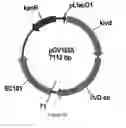 Fig. 35 - ENGINEERED MICROORGANISMS CAPABLE OF PRODUCING TARGET COMPOUNDS UNDER ANAEROBIC CONDITIONS