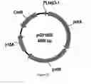 Fig. 37 - ENGINEERED MICROORGANISMS CAPABLE OF PRODUCING TARGET COMPOUNDS UNDER ANAEROBIC CONDITIONS