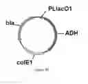 Fig. 40 - ENGINEERED MICROORGANISMS CAPABLE OF PRODUCING TARGET COMPOUNDS UNDER ANAEROBIC CONDITIONS
