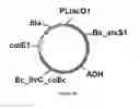 Fig. 41 - ENGINEERED MICROORGANISMS CAPABLE OF PRODUCING TARGET COMPOUNDS UNDER ANAEROBIC CONDITIONS