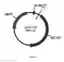 Fig. 43 - ENGINEERED MICROORGANISMS CAPABLE OF PRODUCING TARGET COMPOUNDS UNDER ANAEROBIC CONDITIONS