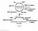 Fig. 44 - ENGINEERED MICROORGANISMS CAPABLE OF PRODUCING TARGET COMPOUNDS UNDER ANAEROBIC CONDITIONS
