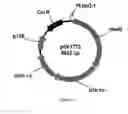 Fig. 46 - ENGINEERED MICROORGANISMS CAPABLE OF PRODUCING TARGET COMPOUNDS UNDER ANAEROBIC CONDITIONS