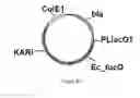 Fig. 50 - ENGINEERED MICROORGANISMS CAPABLE OF PRODUCING TARGET COMPOUNDS UNDER ANAEROBIC CONDITIONS