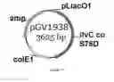 Fig. 52 - ENGINEERED MICROORGANISMS CAPABLE OF PRODUCING TARGET COMPOUNDS UNDER ANAEROBIC CONDITIONS
