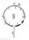 Fig. 02 - Pluripotency determining factors and uses thereof