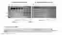 Fig. 01 - IDENTIFICATION OF PHOSPHORYLATION SITES IN POLYPEPTIDES BY EMPLOYMENT OF URANYL PHOTOCLEAVAGE