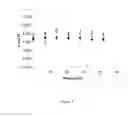 Fig. 06 - Chiral selectors for separating enantiomers of a compound