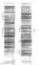 Fig. 02 - IDENTIFICATION OF A NEW CLASS OF EPSP SYNTHASES