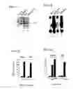 Fig. 02 - NUCLEOTIDE SEQUENCE ENCODING A MODULATOR OF NF-KB