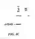 Fig. 08 - NUCLEOTIDE SEQUENCE ENCODING A MODULATOR OF NF-KB