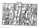Fig. 08 - Methods and compositions to treat myocardial conditions