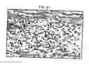 Fig. 11 - Methods and compositions to treat myocardial conditions