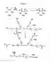Fig. 33 - Methods and compositions to treat myocardial conditions