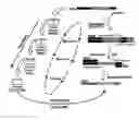 Fig. 01 - OLIGONUCLEOTIDE SYSTEMS FOR TARGETED INTRACELLULAR DELIVERY