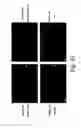 Fig. 09 - OLIGONUCLEOTIDE SYSTEMS FOR TARGETED INTRACELLULAR DELIVERY