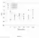 Fig. 04 - Compositions and Methods for Preserving Brain Function