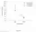 Fig. 20 - Compositions and Methods for Preserving Brain Function