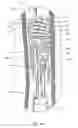 Fig. 07 - Irrigating Catch and Removal Device