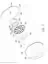 Fig. 03 - Replica eye