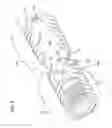 Fig. 09 - PREFORMED MEMBRANES FOR USE IN INTERVERTEBRAL DISC SPACES