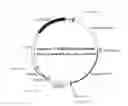 Fig. 01 - RECOMBINANT CONSTRUCTS AND TRANSGENIC FLUORESCENT ORNAMENTAL FISH THEREFROM