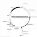 Fig. 06 - RECOMBINANT CONSTRUCTS AND TRANSGENIC FLUORESCENT ORNAMENTAL FISH THEREFROM