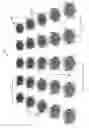 Fig. 02 - Hill plot farming method for cereal grains