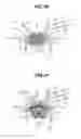 Fig. 20 - GASOLINE ENGINE