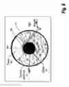Fig. 07 - High Frequency or Multifrequency Resistivity Tool