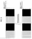 Fig. 10 - Liquid crystal display capable of reducing number of output channels of data driving circuit and preventing degradation of picture quality