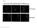 Fig. 02 - Use of Tumor Necrosis Factor-Alpha P75 Receptor for the Reduction of Inflammation