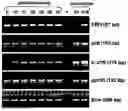Fig. 01 - METHODS OF MODULATING MATERNAL-FETAL TOLERANCE