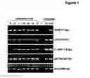 Fig. 02 - METHODS OF MODULATING MATERNAL-FETAL TOLERANCE