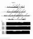 Fig. 167 - IMMUNOGENIC COMPOSITIONS FOR GRAM POSITIVE BACTERIA