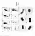Fig. 366 - IMMUNOGENIC COMPOSITIONS FOR GRAM POSITIVE BACTERIA
